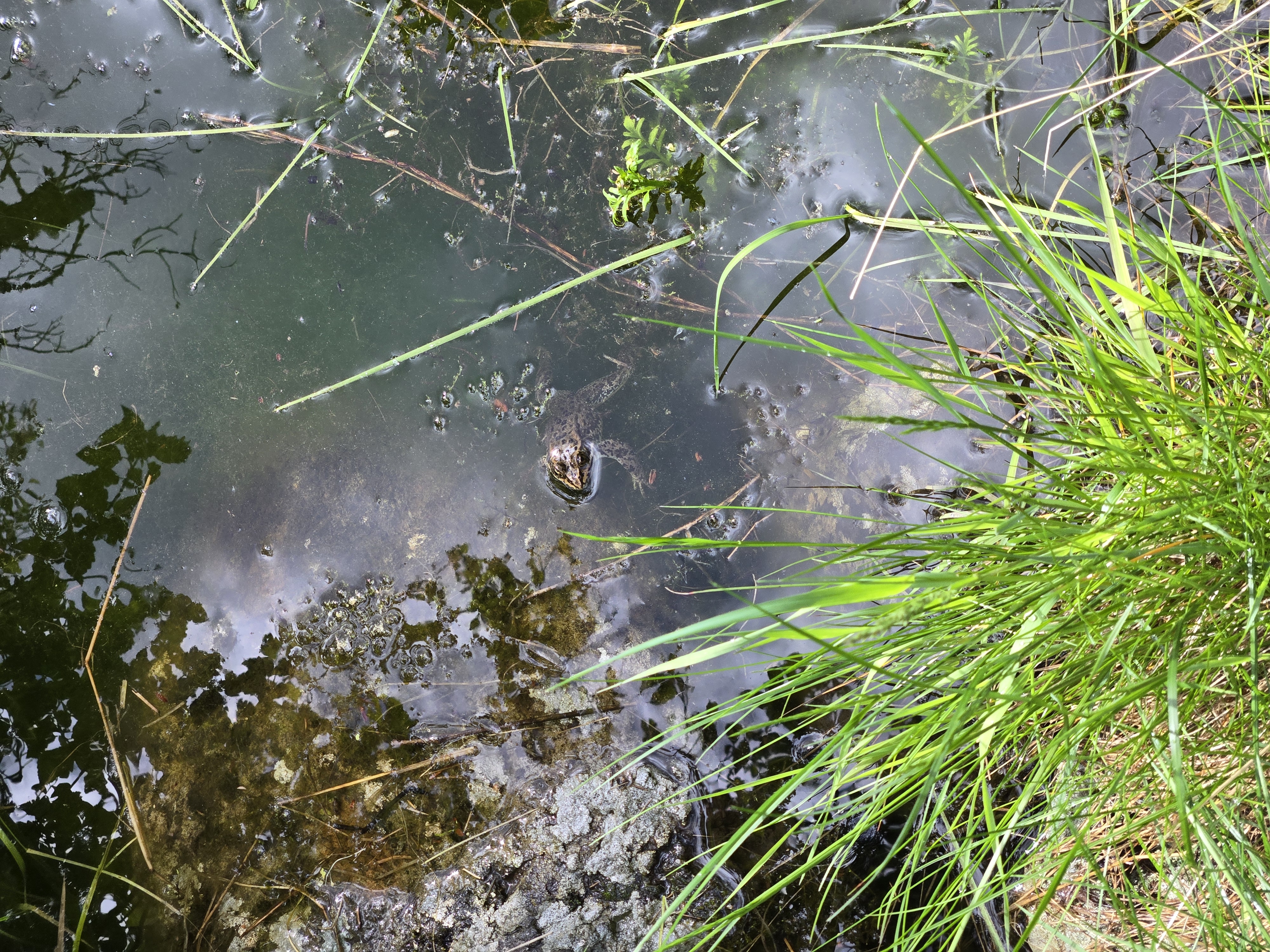 Learning about Pond Ecosystems at Senior Camp